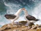 Courtship, greeting behavior. Black-browed Albatross or Mollymawk on Saunders Island. Falkland Is. Art Print